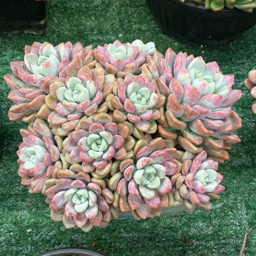 花瓣路一物一拍28包邮非偏远