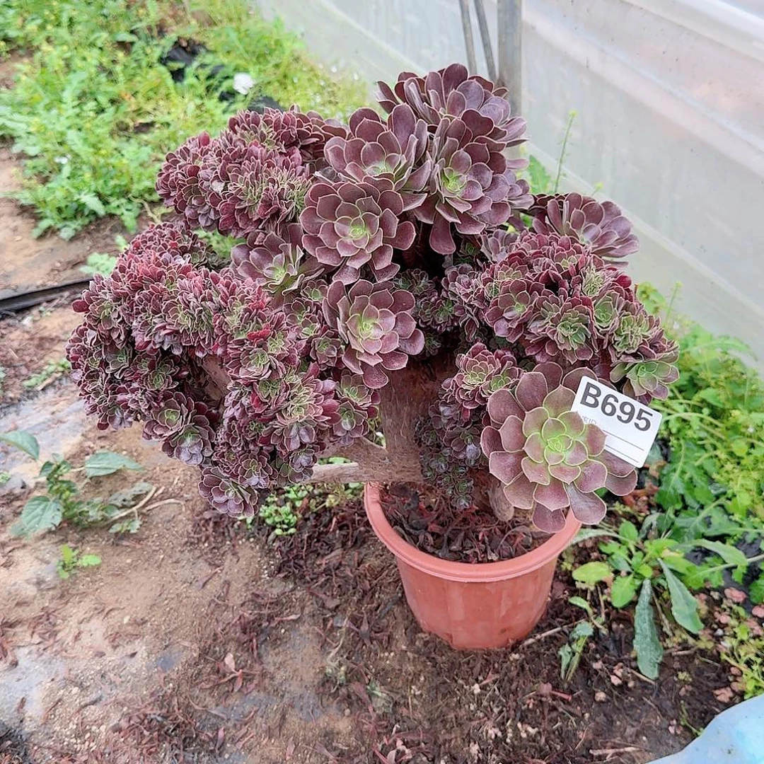 695欧紫朵朵一颗呀呀