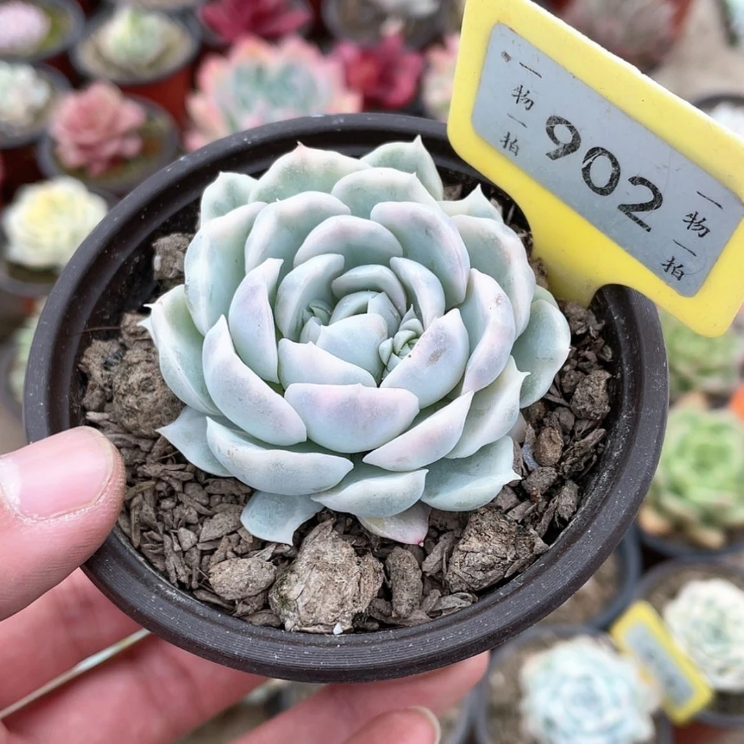 【闪购商品】902号