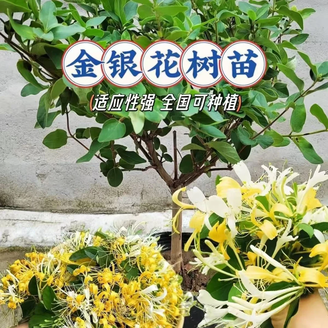 四季金银花盆栽老桩耐寒耐热可观赏泡茶适合庭院阳台种植