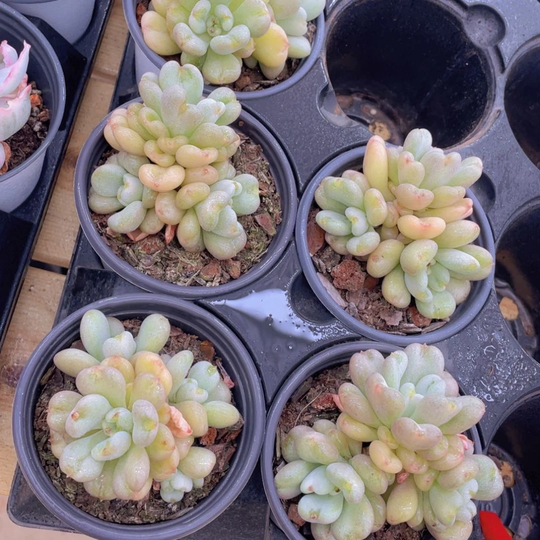 706号 爱心型比尔盖茨群生一个