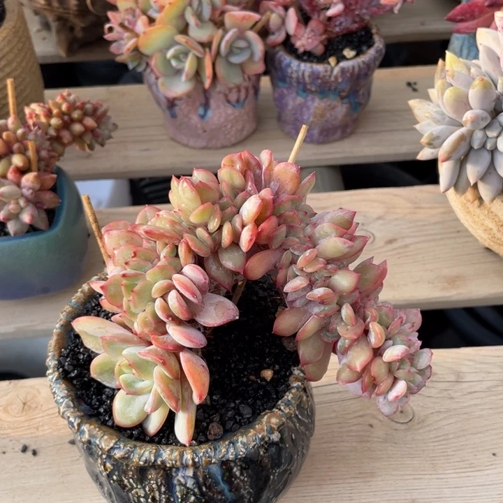 【闪购商品】泡芙杂缀