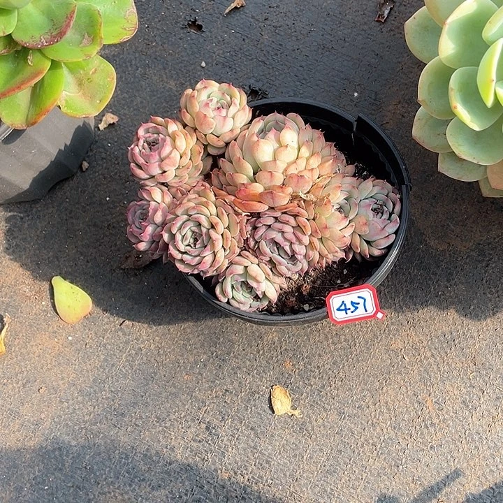 457马塞尔 一物一拍多肉