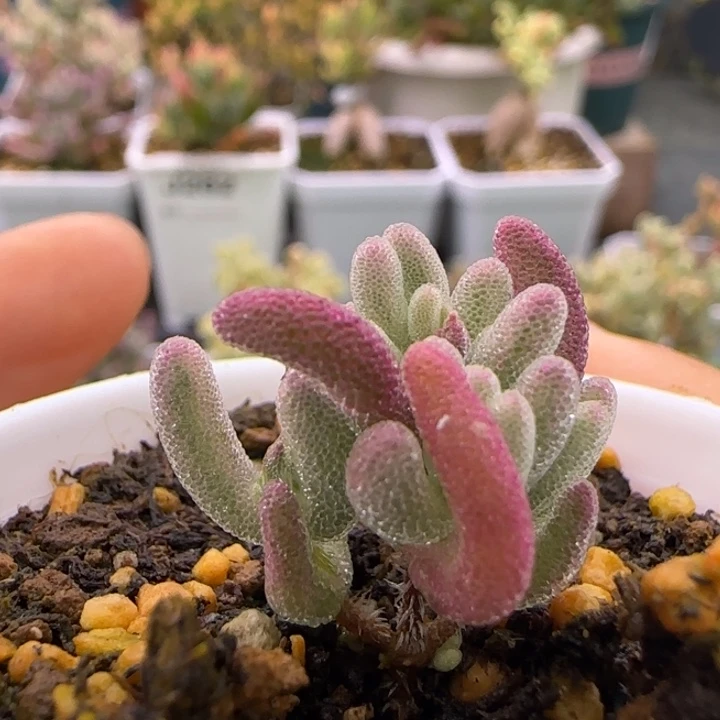 392-福利超紫植物枝干