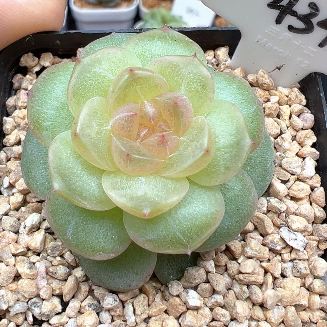 434号风花雪月系列仙音