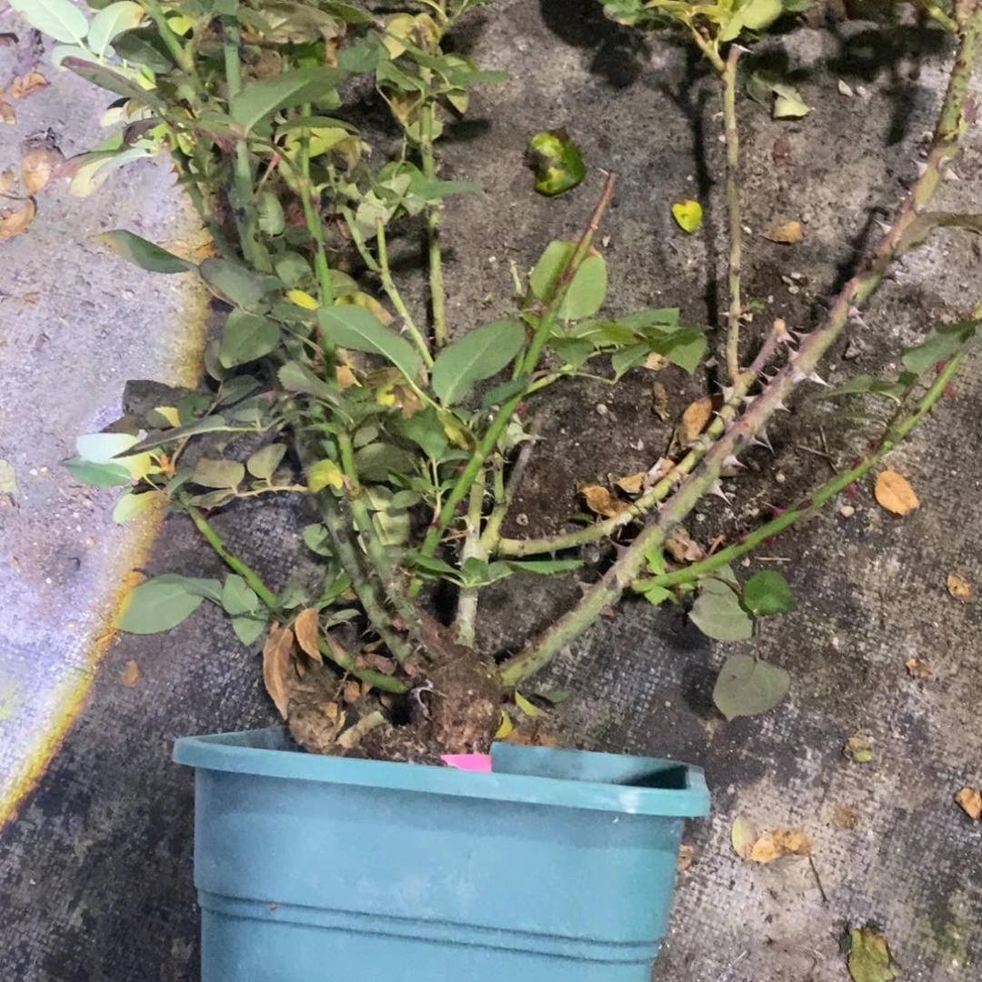 无花朵花仙子玫瑰土球发货