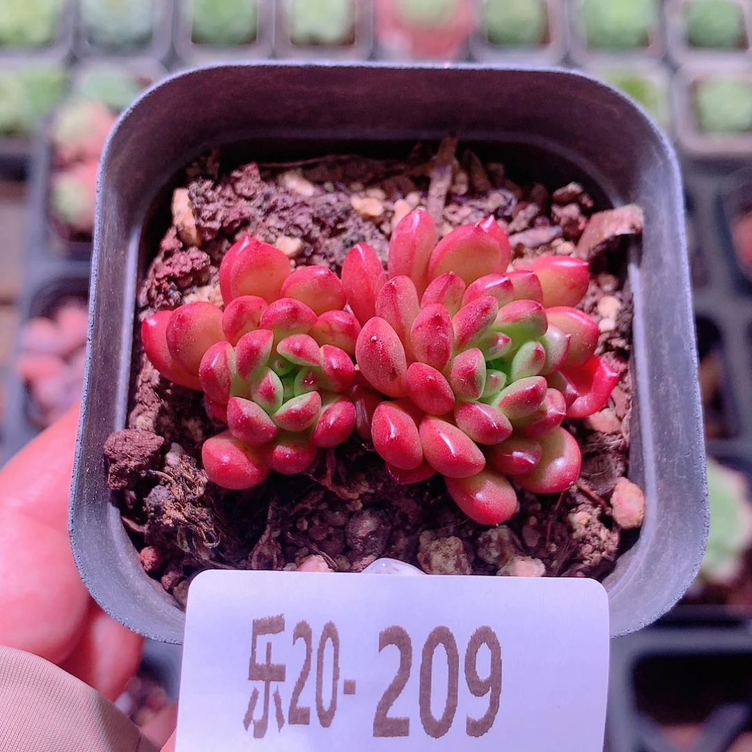 乐然20-209 红宝石