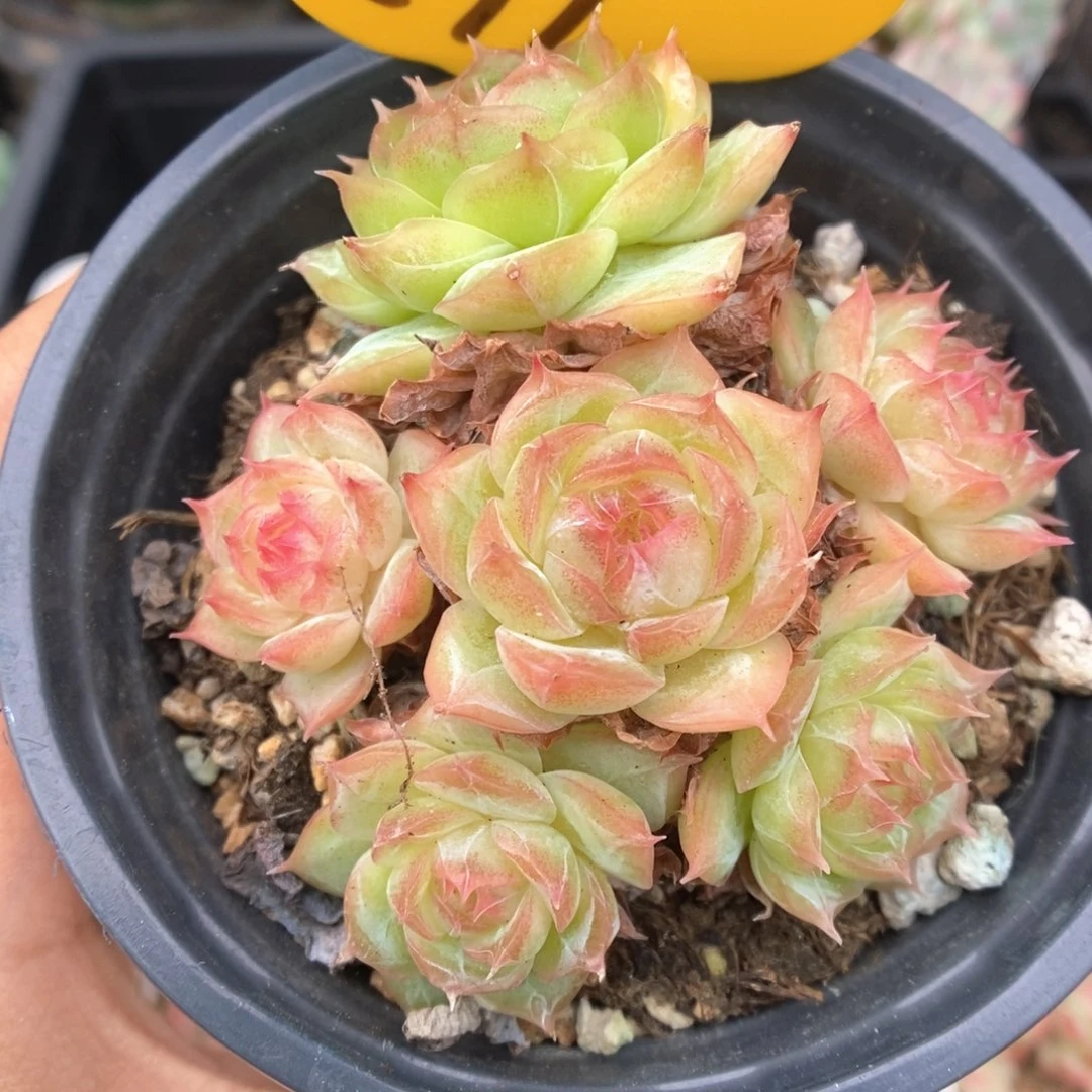 蔷薇珍妮群生899号。