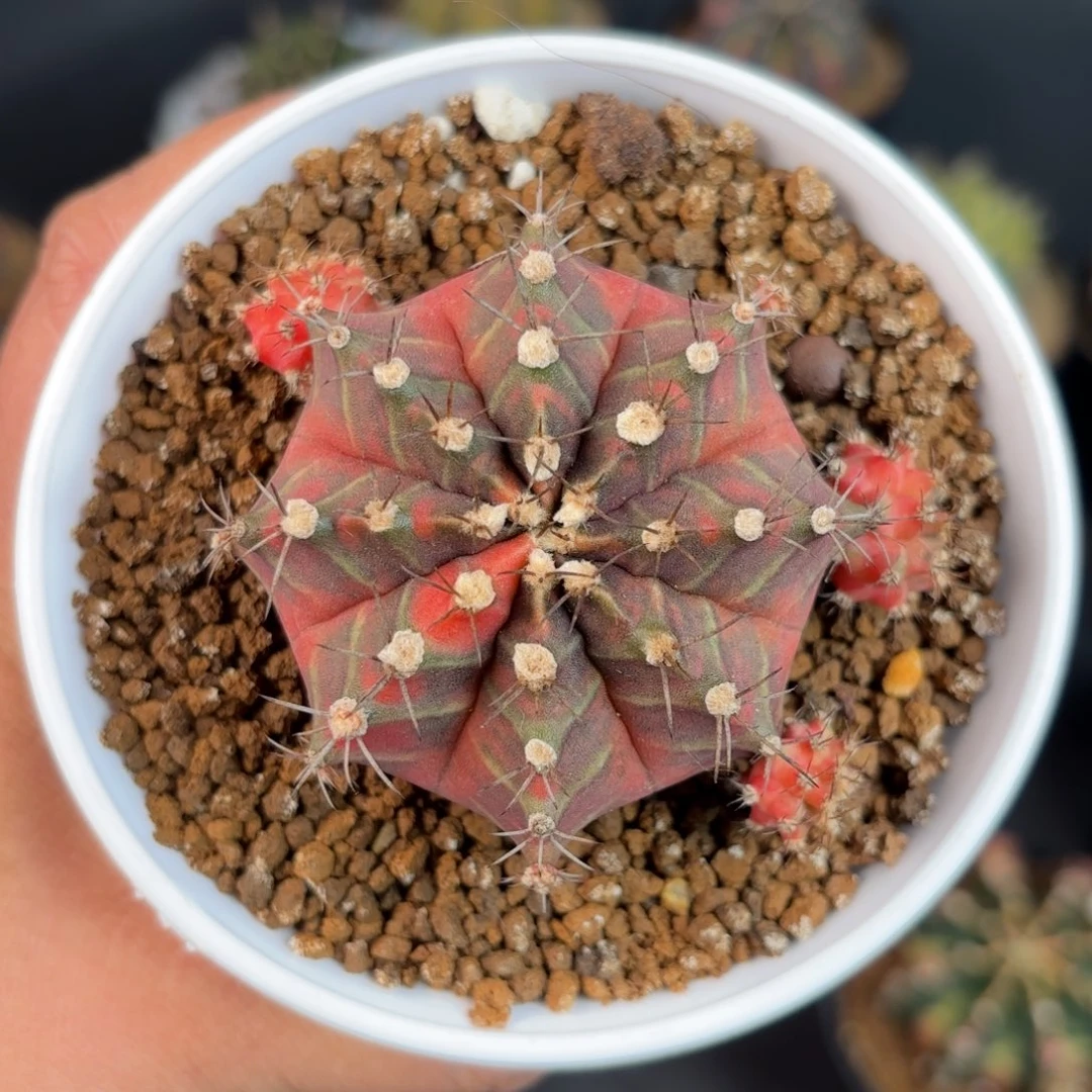 泰系米哈仙人球season母本5号