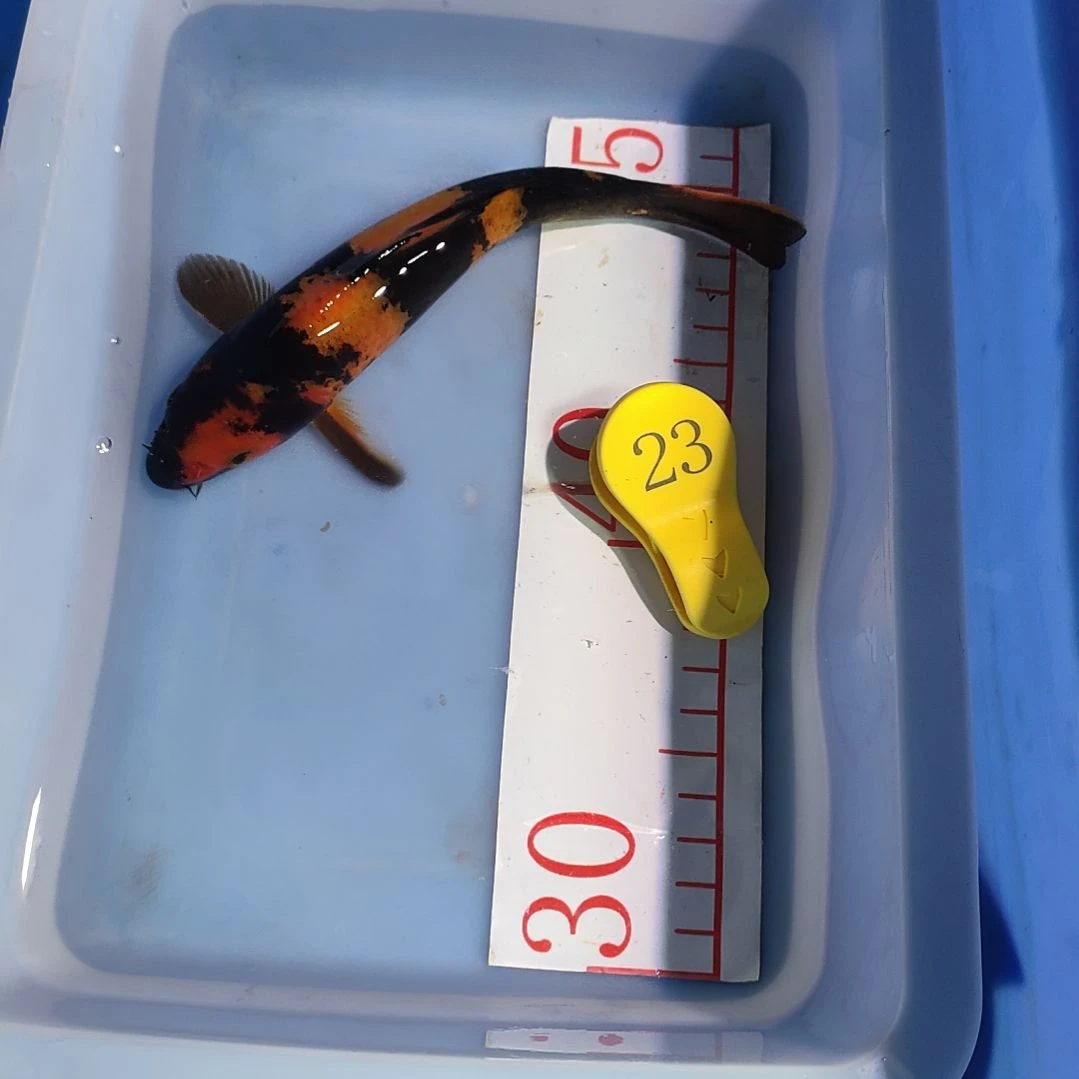 海水鱼红白大正昭和菲血白写