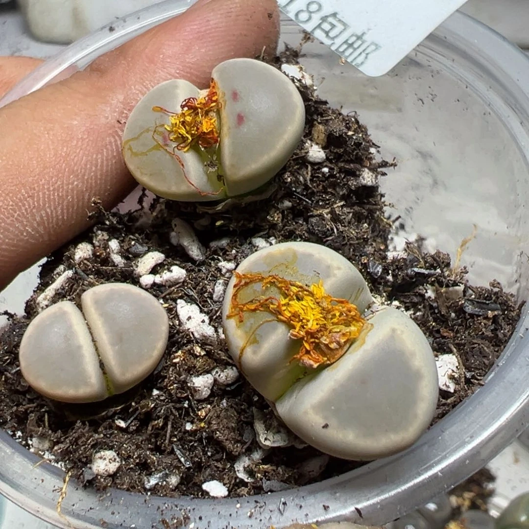 【闪购商品】 331。