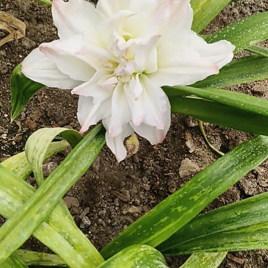 完全开放北极仙女4-5带侧