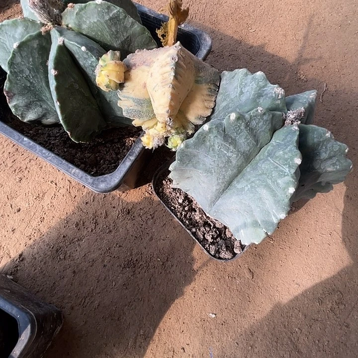 完全开放枝***）鸾凤玉