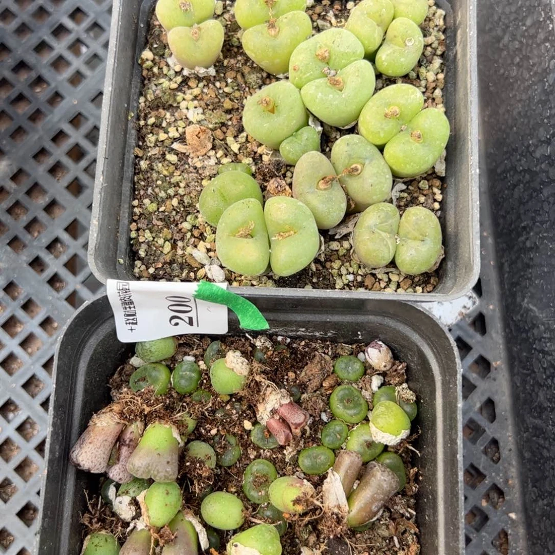 【闪购商品】200 年终收官 脱土