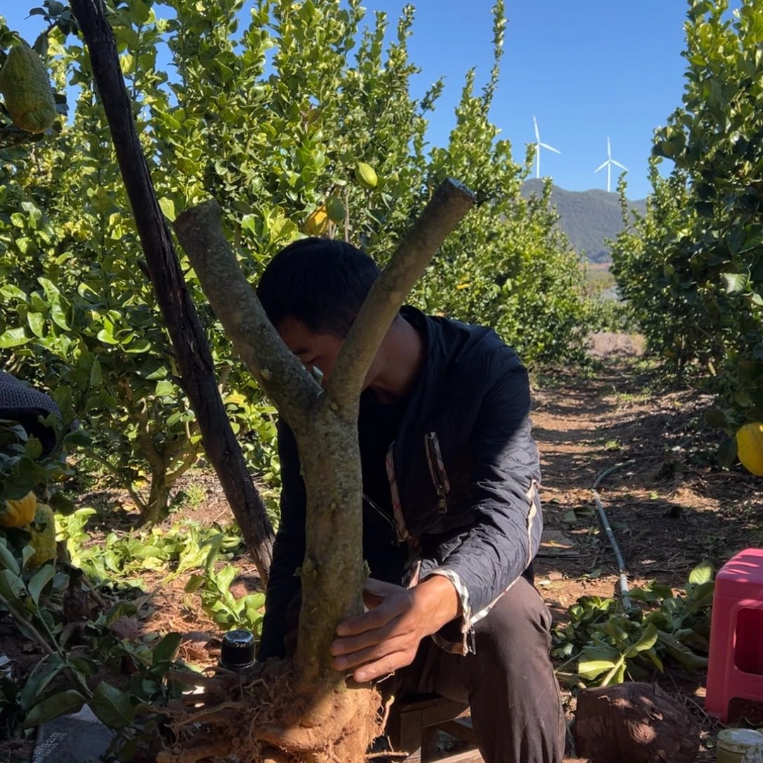 发***哥当前无花朵，栽培后可花朵866号老桩