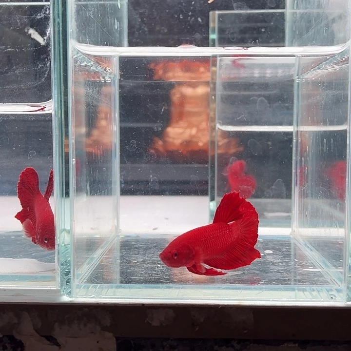 斗鱼泰国斗鱼直播27