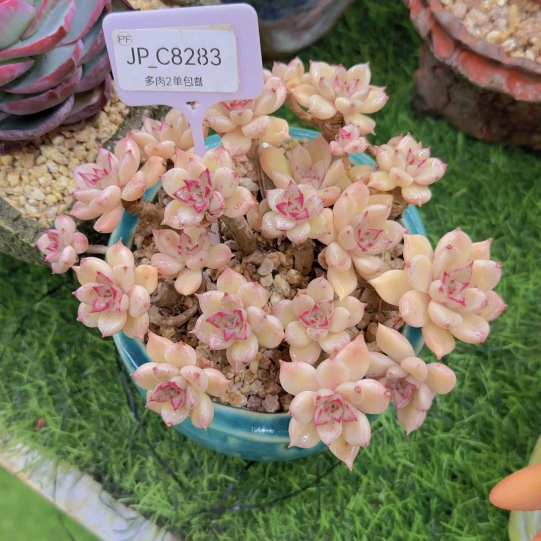 回*666666璀璨8283