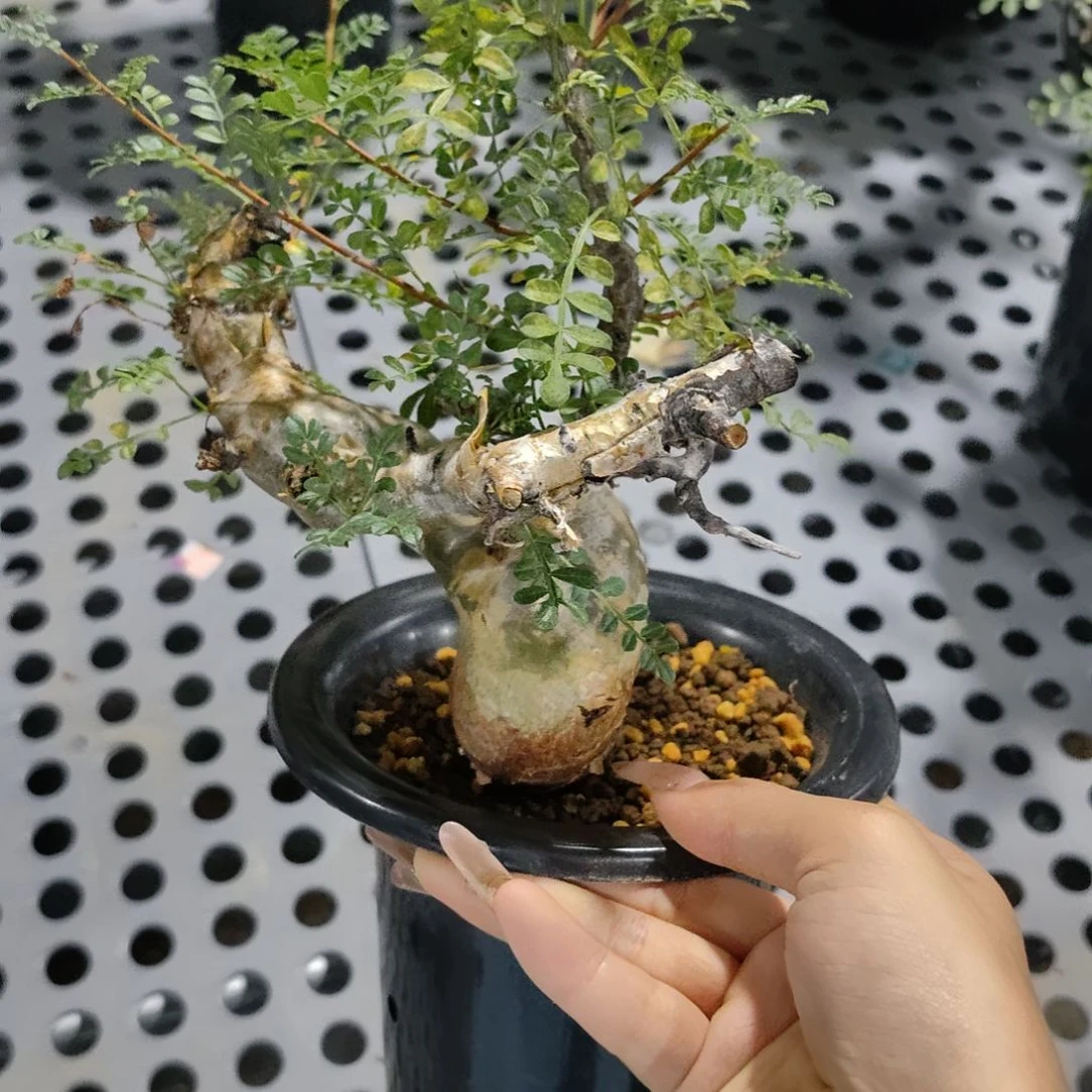 索马里羽叶没药熟桩可寄养
