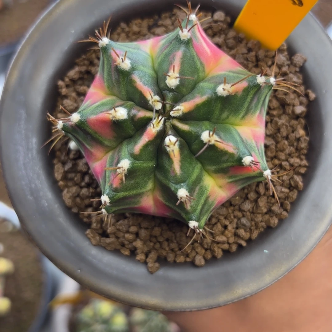 胖****258-1231泰国发货多肉