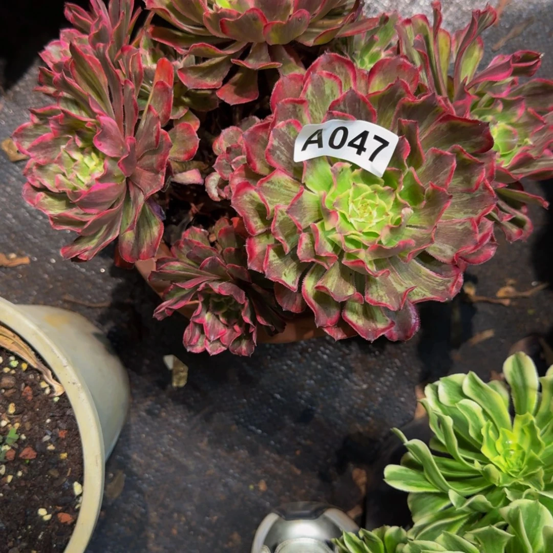 金***店047多肉植物法师号