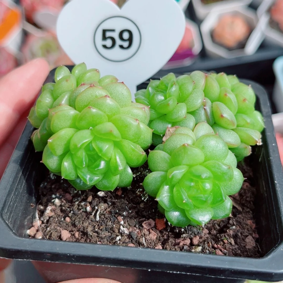 59号小老桩灯泡珍妮群
