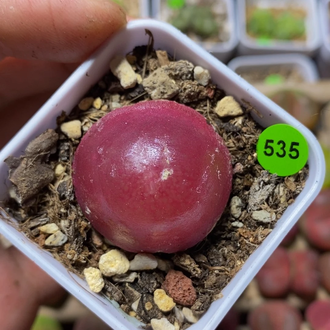 灯泡2.9+多肉植物535