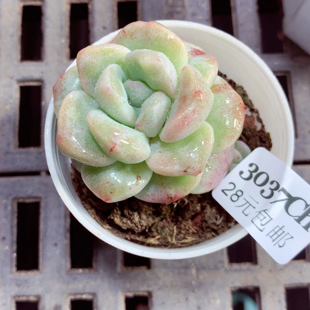 5厘米盆精控多肉3037