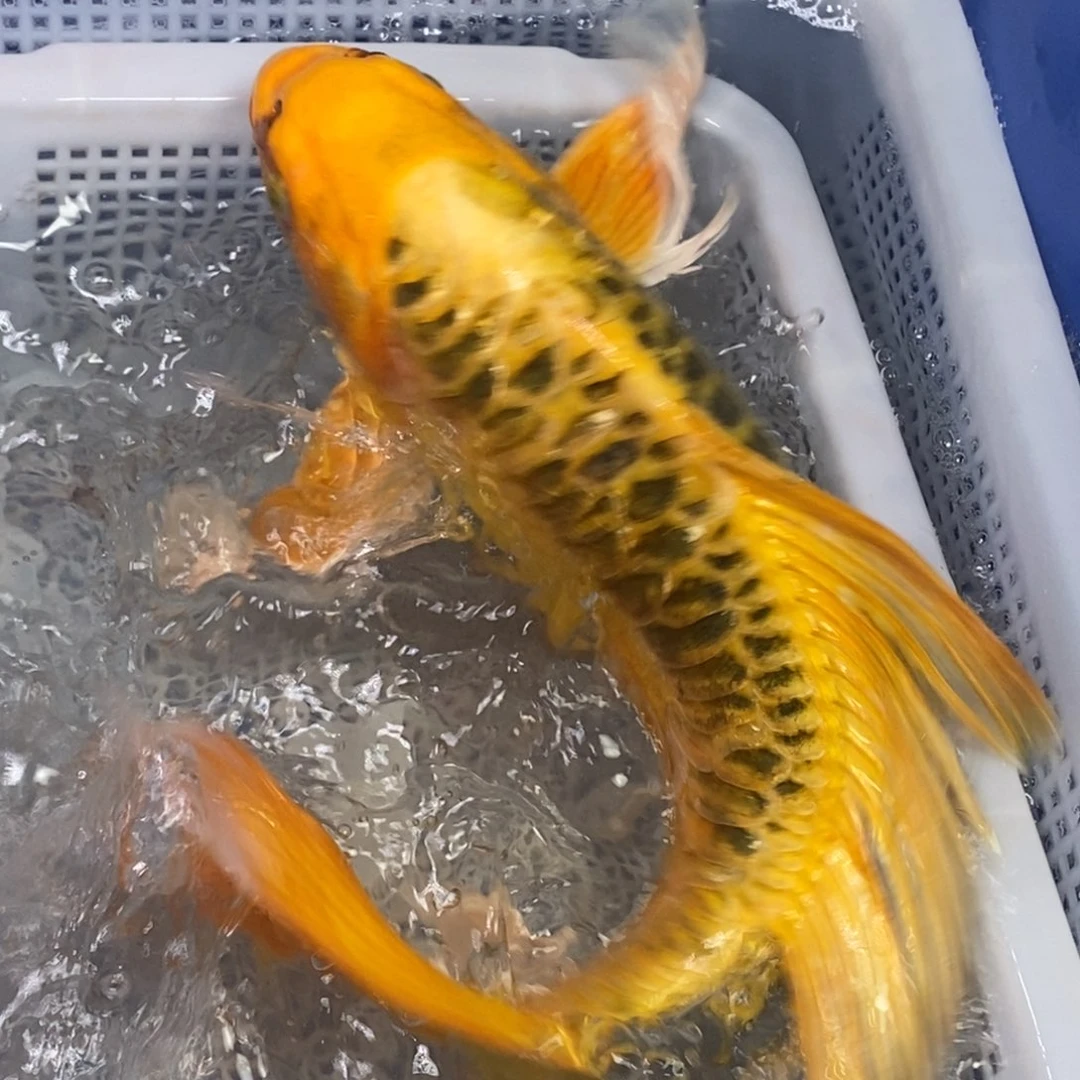 锦鲤锦鲤（无开箱视频不售后）