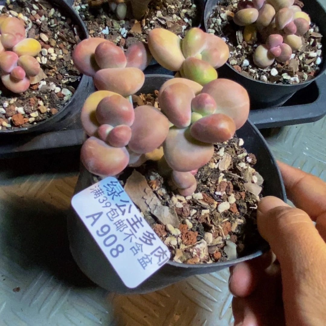 908芒果奶kk奶多肉7c m