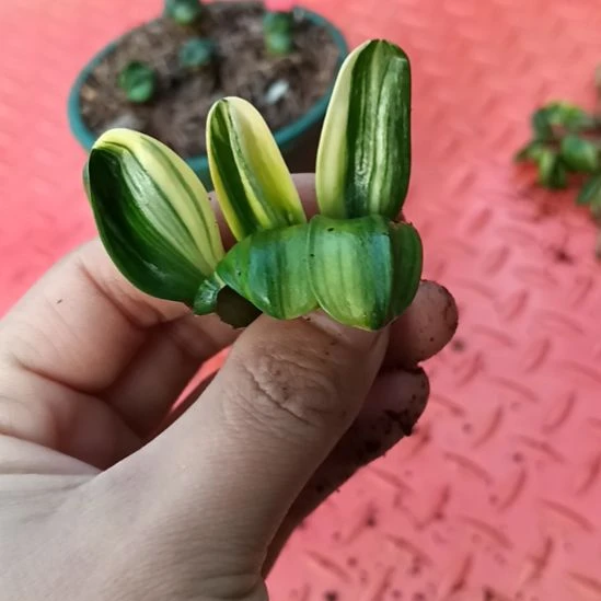 狮**井特色花卉君子兰小苗君