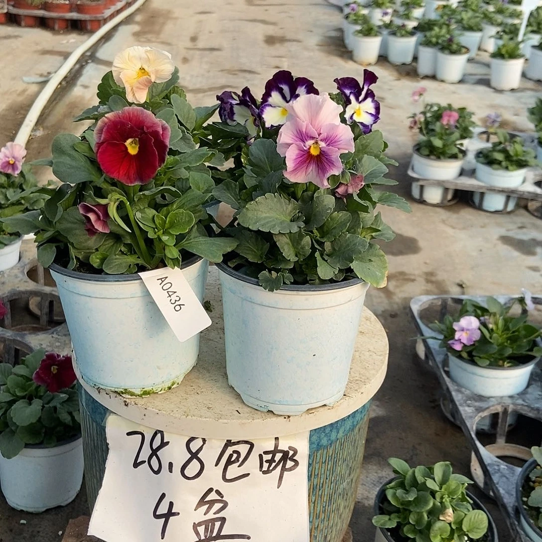 大部分花苞少量开放436