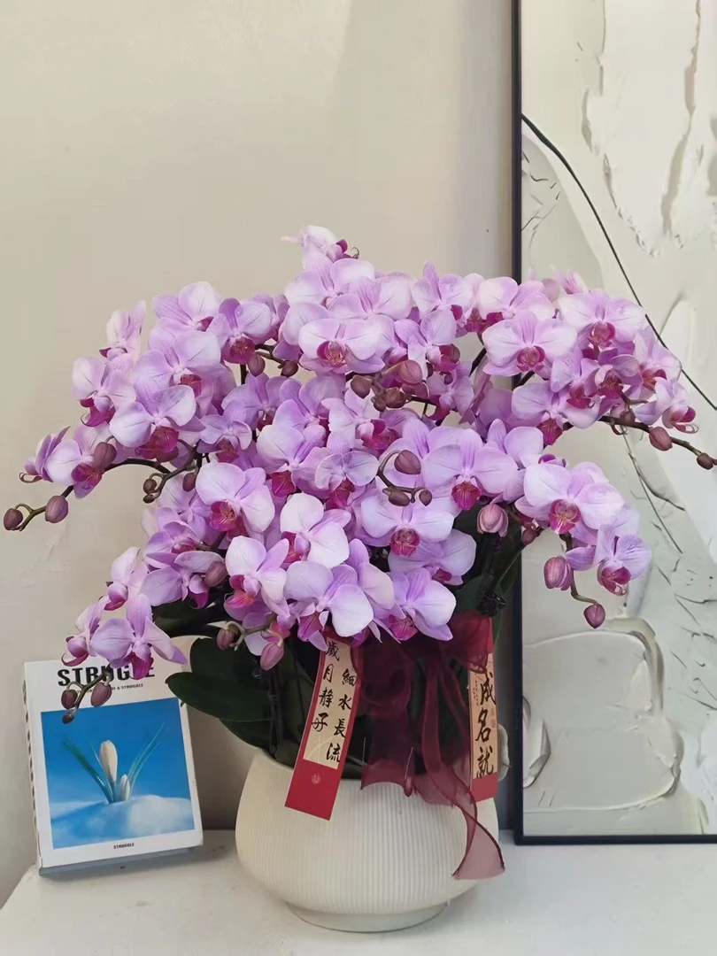 蝴蝶兰 【杭州美女】送人送礼 乔迁之喜 鲜花绿植 佛山基地直发