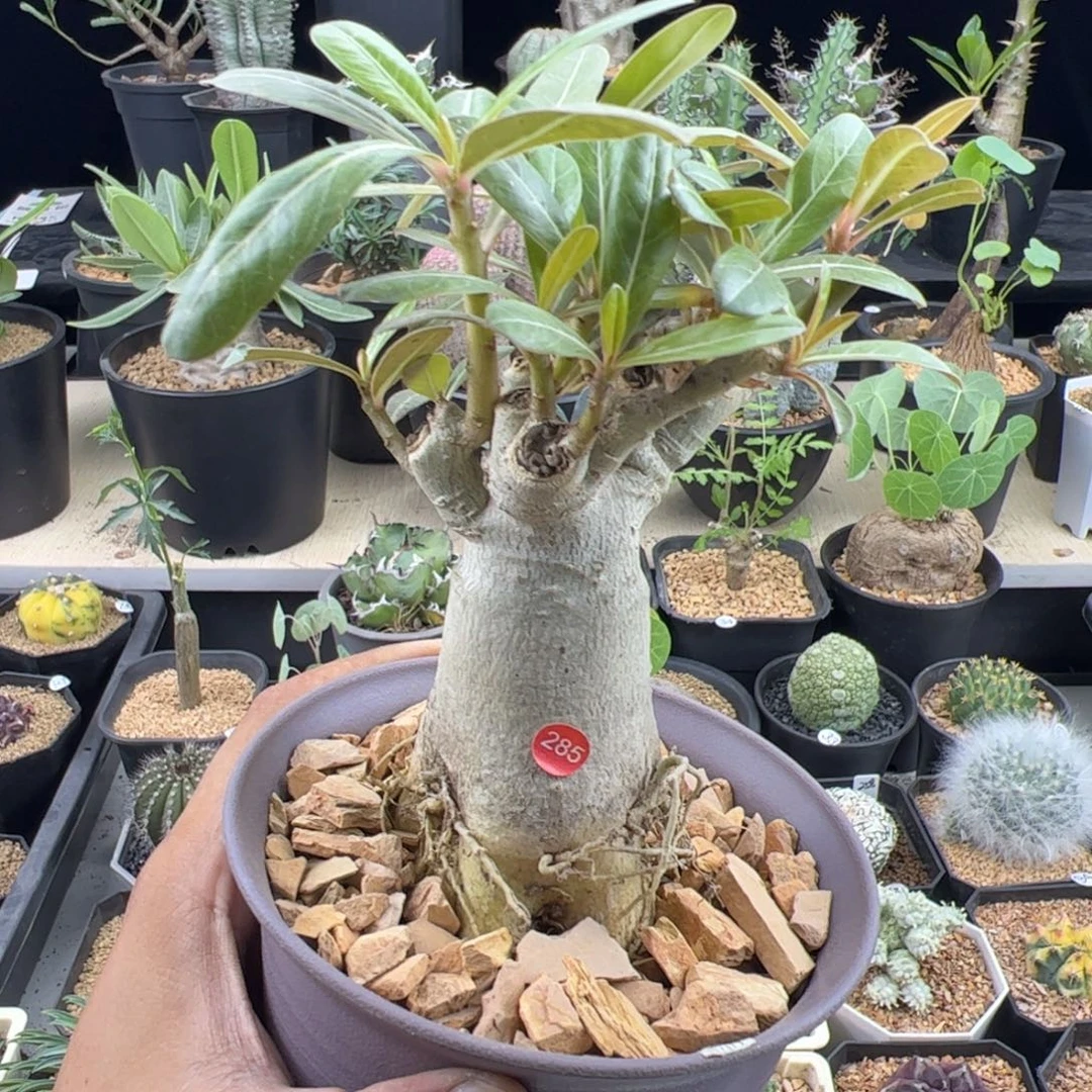 哥斯拉沙漠玫瑰一物一拍带盆发