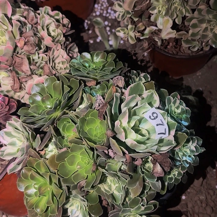 977男神多肉植物不售后