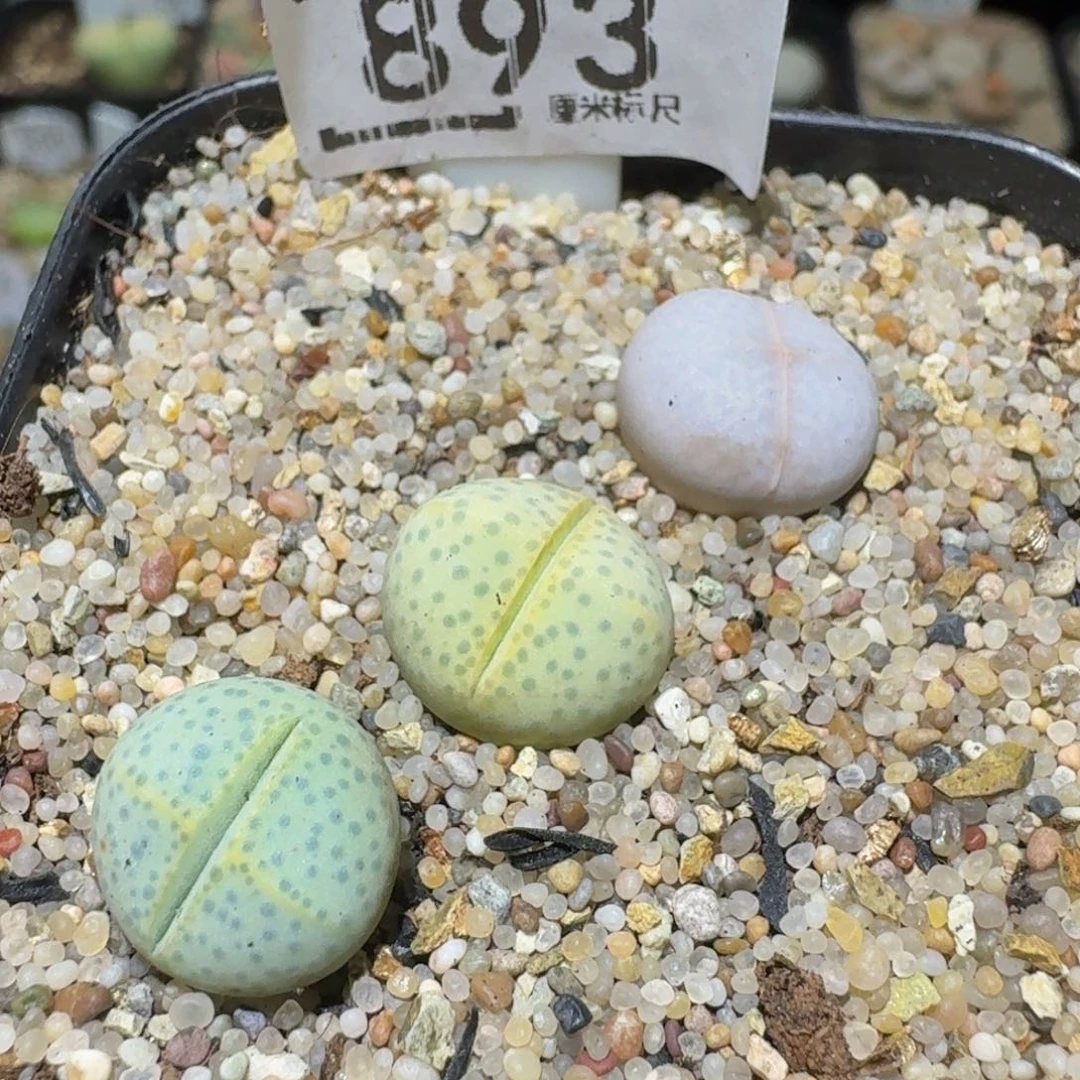 Ssss精品生石花893