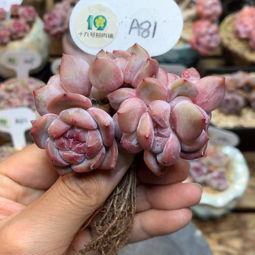 A81 突尼斯星影8头 有砍8厘米