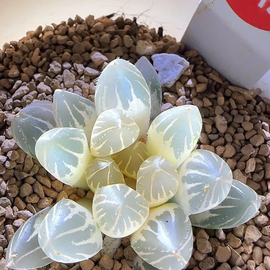 343号OH糊斑一物一拍带盆土