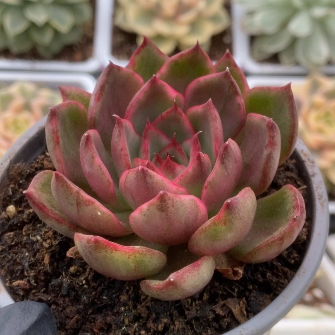 278野马锦锦锦锦锦锦