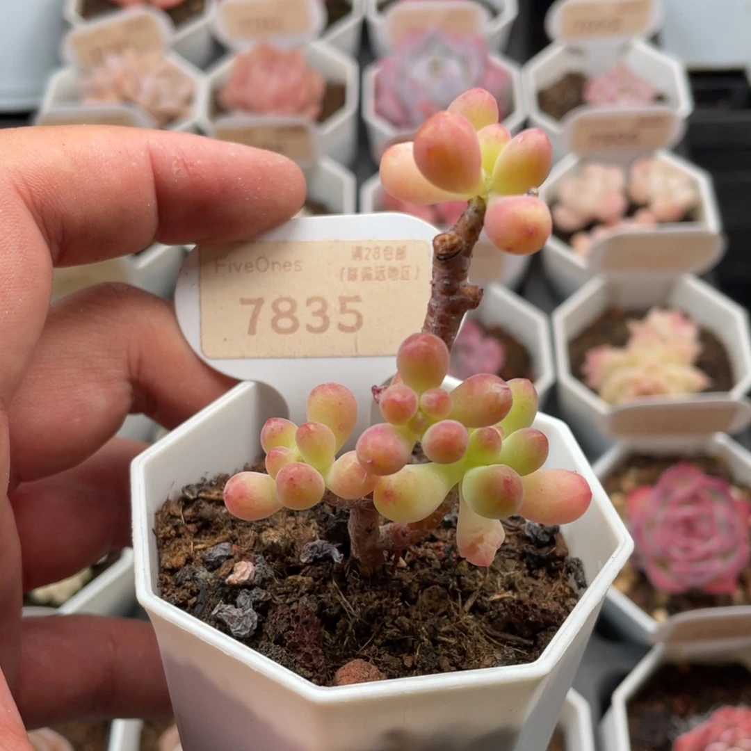 乙女心7835-5厘米