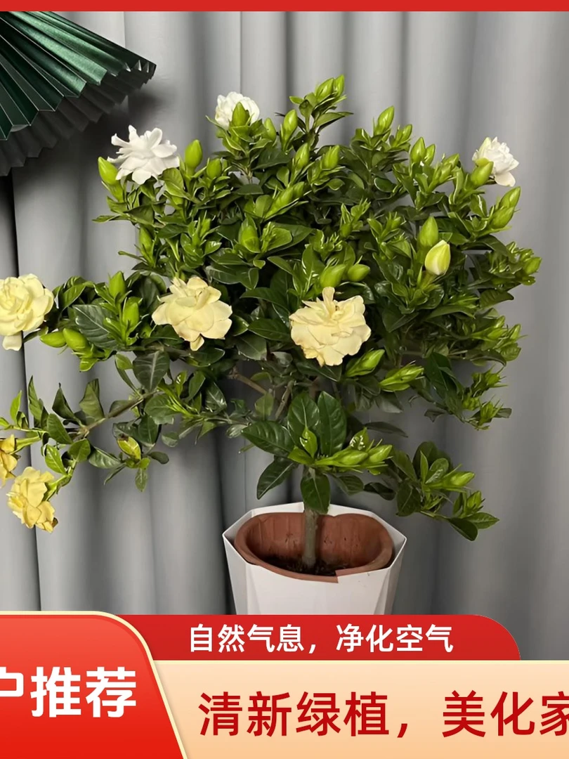 小叶独杆栀子花四季开花
