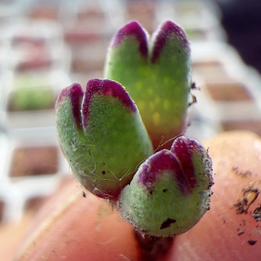 985小猪蹄肉锥004