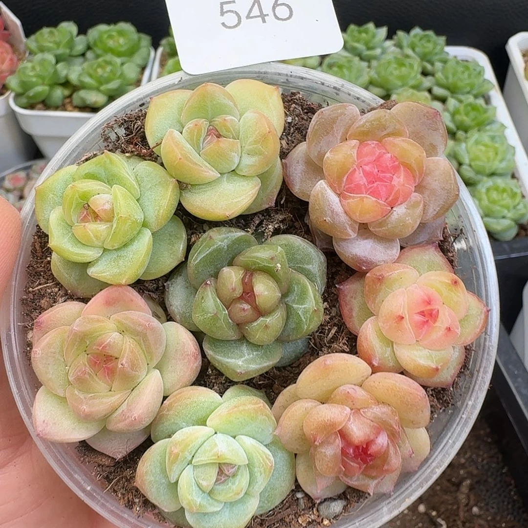 一物一拍一物一拍917-546