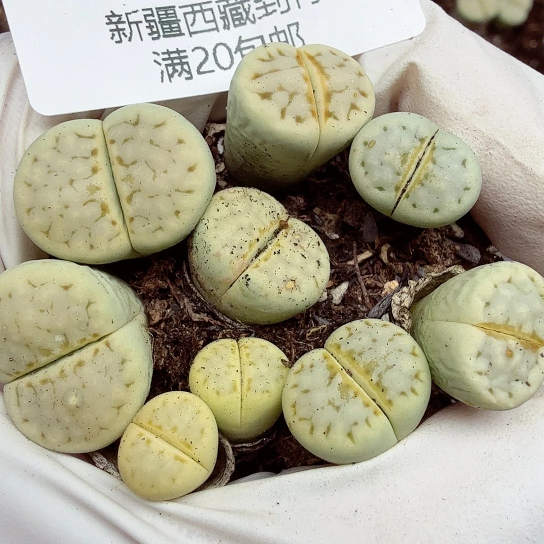 不能给孩子买什么了么那136