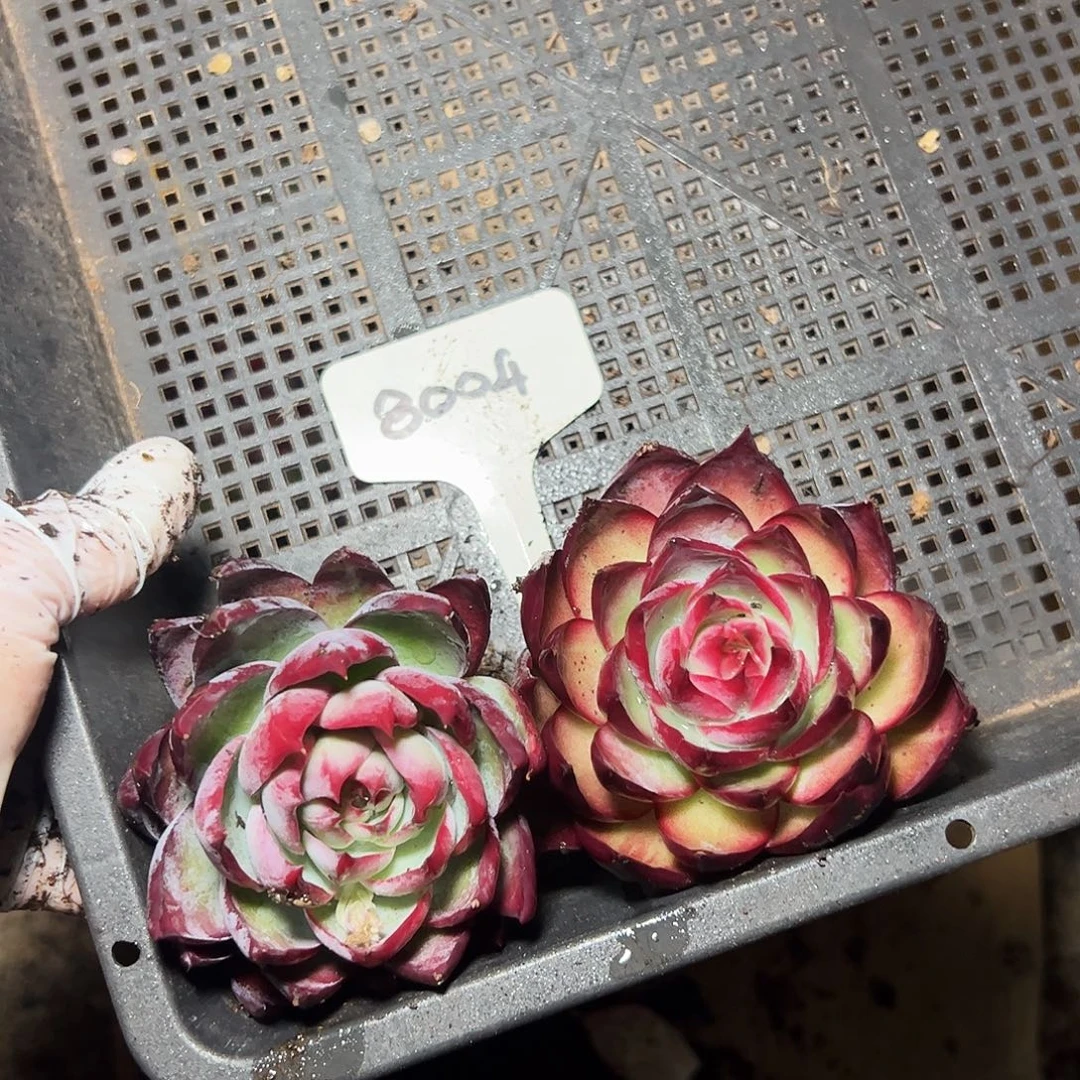 惊鸿仙子两颗8004号