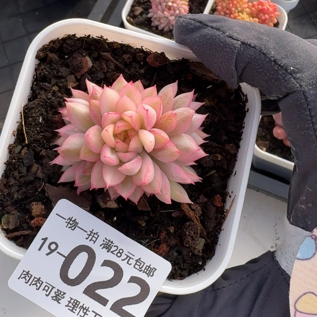 女雏锦无盆土发货