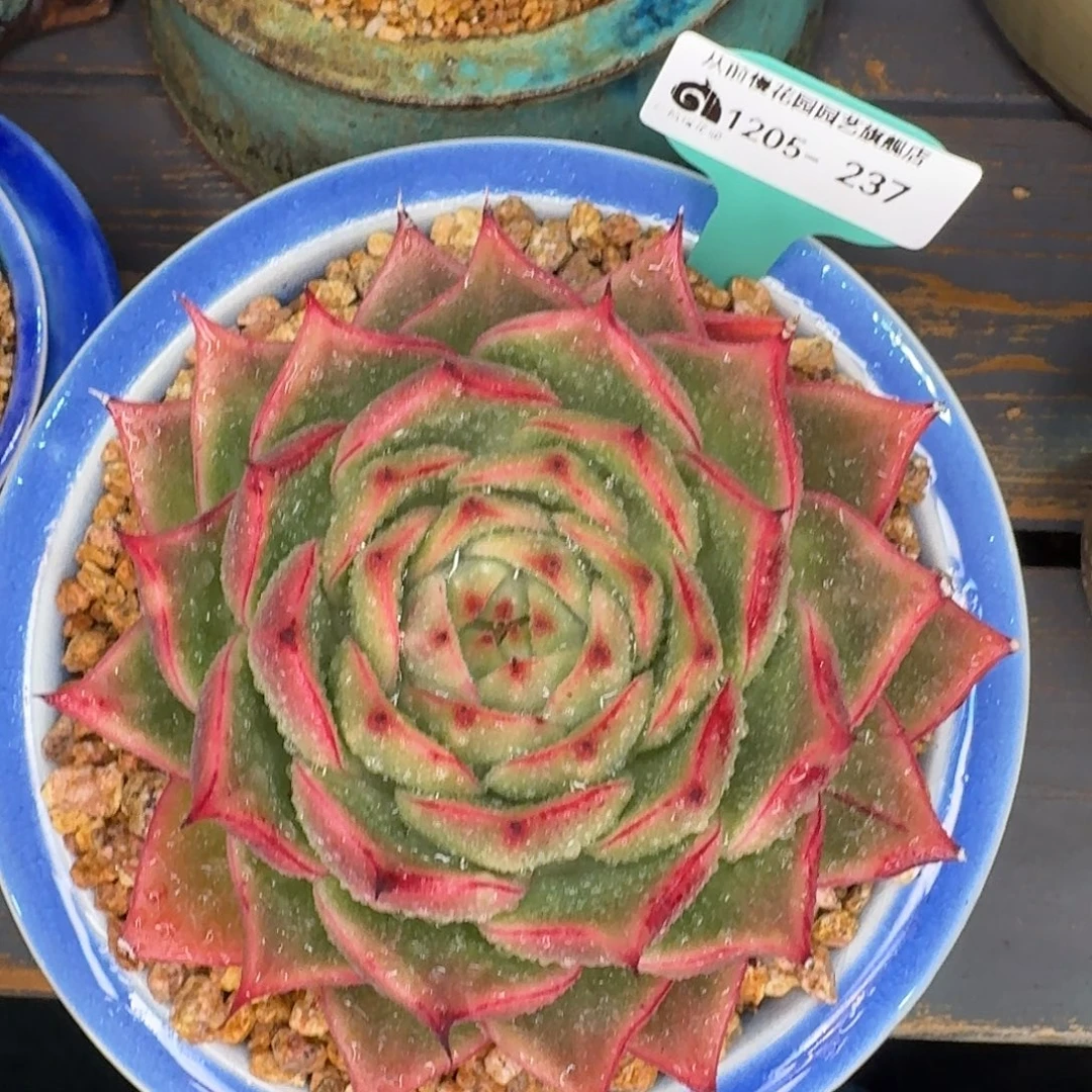 从前慢花园多肉编号1205.237