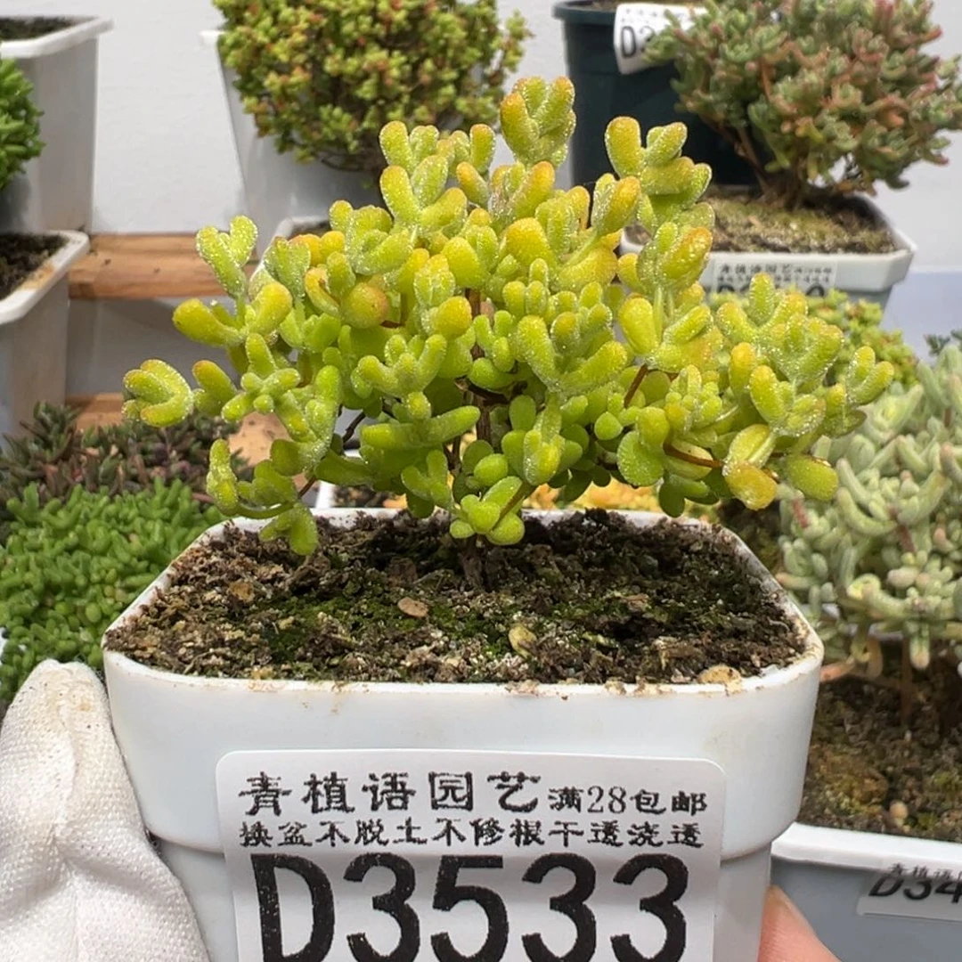 d3533黄金莱斯枝干