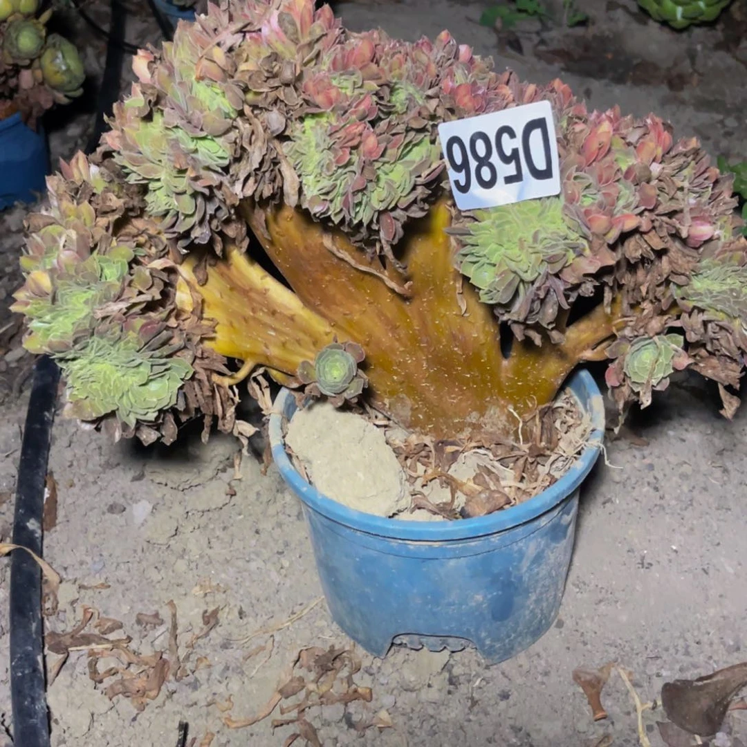 雅典娜14–0包邮法师