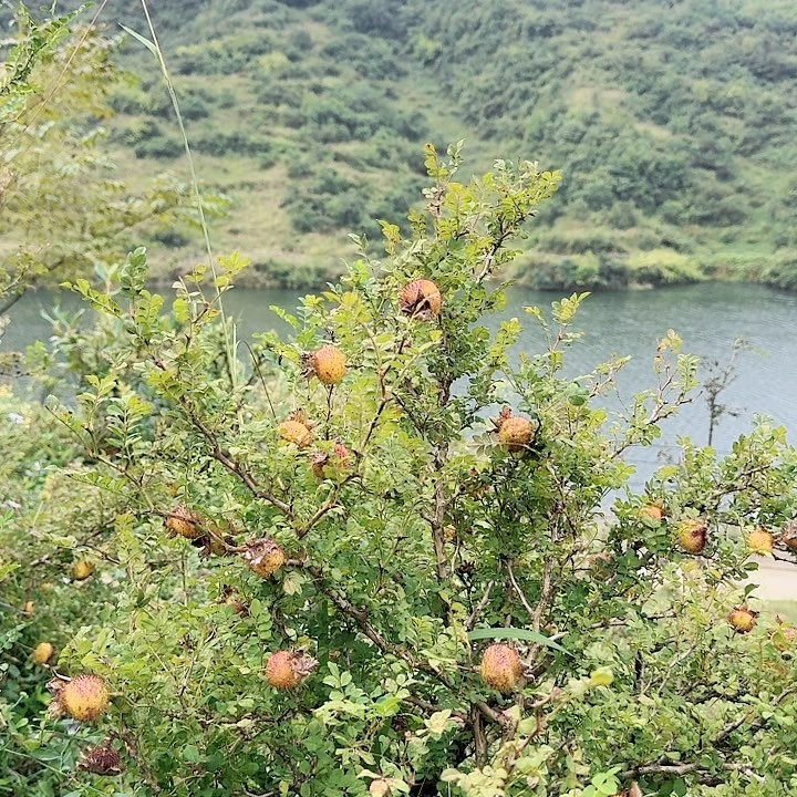 无花朵贵州深山里刺梨树一棵
