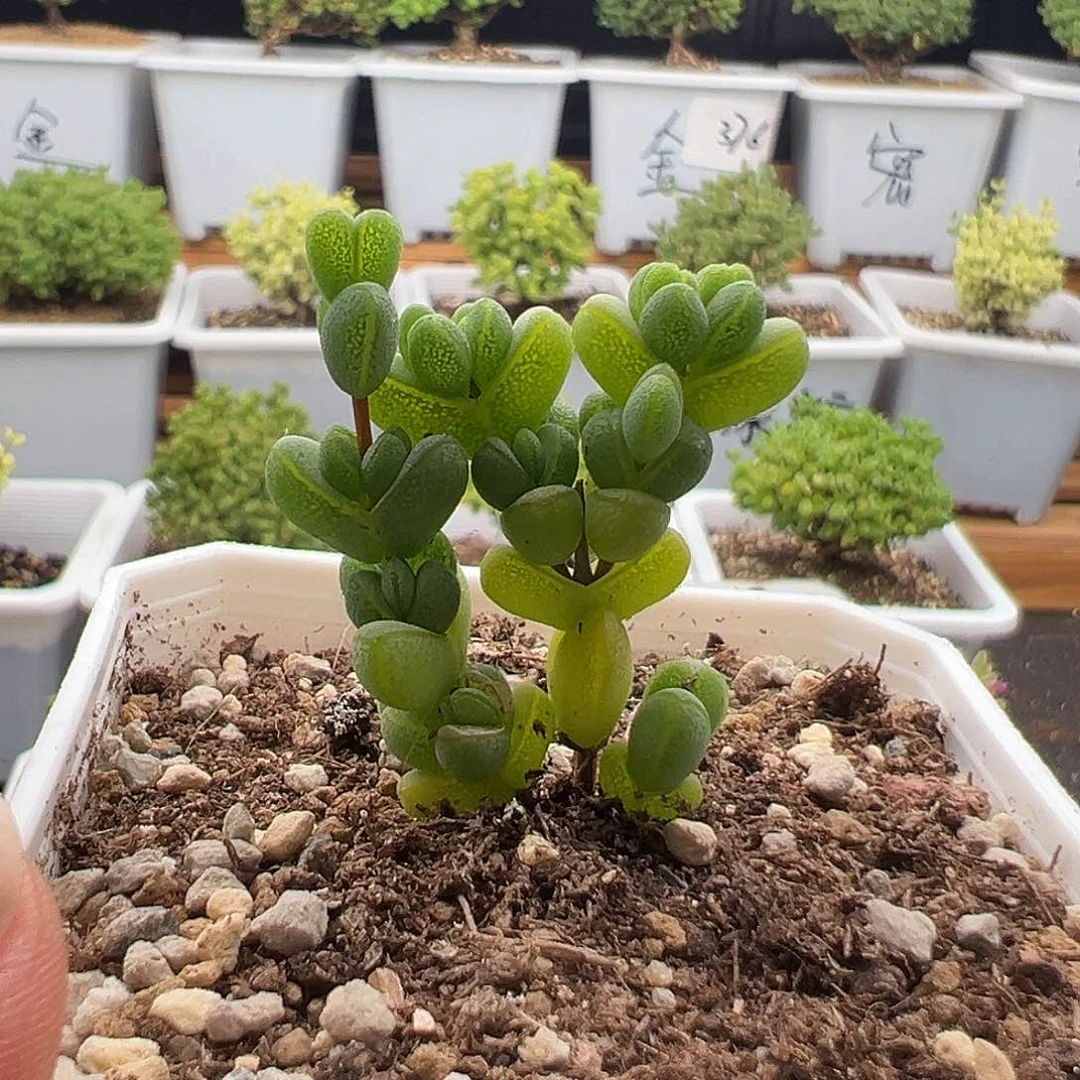 506号福利元宝6.2